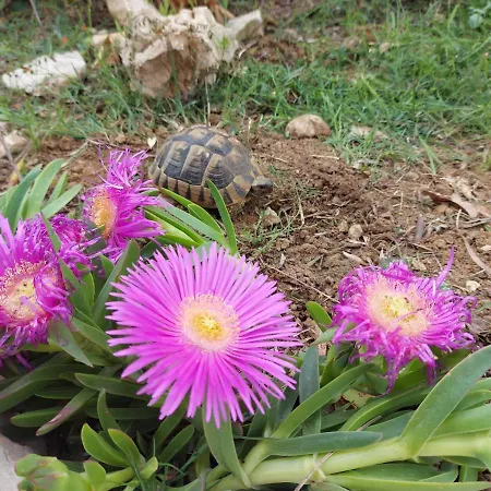 Ciprijan Appartement *