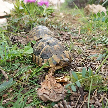 Ciprijan Appartement