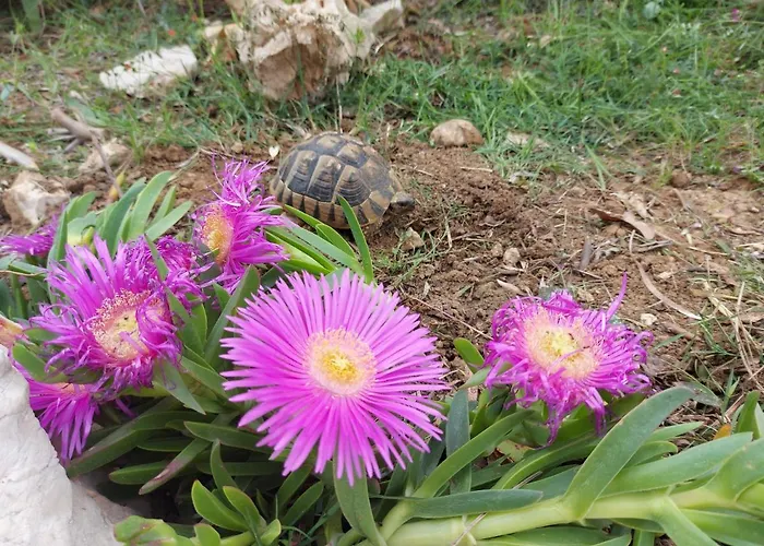 Ciprijan Διαμέρισμα *