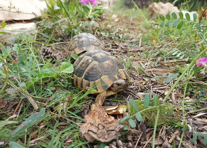 Ciprijan Διαμέρισμα